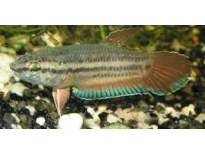 Bojovnice jávská - Betta picta