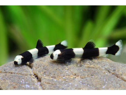 Sekavka panda -Protomyzon pachychilus