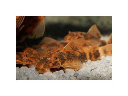 foto ancitrus krasno chernyj lda16 ancistrus dolichopterus 2 3sm smotret 1000x1000w