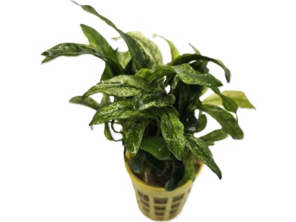 anubias minima variegated 1