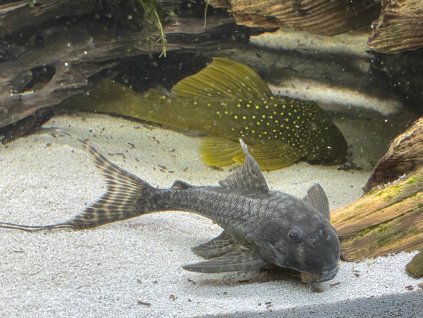 Panak L351 - Panaqolus sp. L351