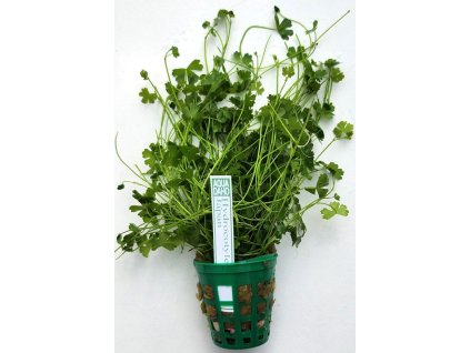 hydrocotyle tripart.japan