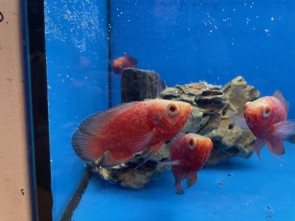 Vrubozubec paví red chilli 5-6cm - Astronotus ocellatus red chilli