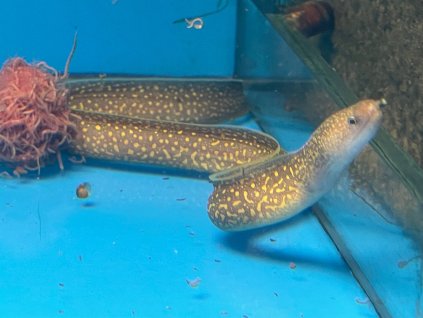 Gymnothorax tile Marble 40cm (sladkovodní muréna)