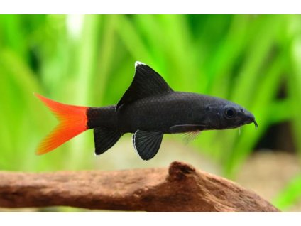 6020dabeef7811ed8b9bfa163e0e1e42 8f50796eaf9d11ee8b4d005056bc8b10