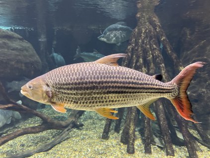 Hydrocynus vittatus Gifu