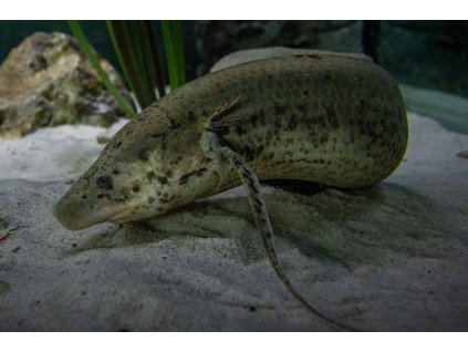 Protopterus annectens Natural History Museum University of Pisa