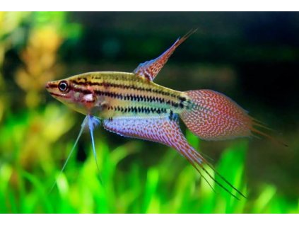 Vrčivka pruhovaná - Trichopsis vittata