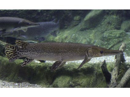 Kostlín obrovský - Atractosteus spatula
