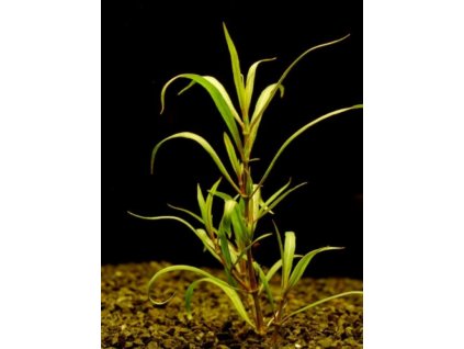 h72l+.jpg50f3cbd50ca14