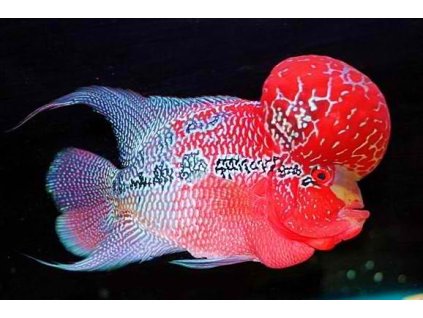 flowerhorn5