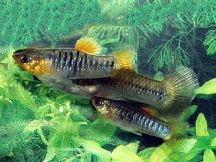 1499859839 limia tridens 2