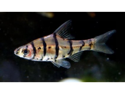 parmička osmipruhá - Eirmotus octozona