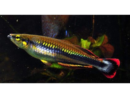 Bedotia madagascariensis