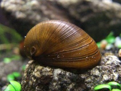 Neritina sp. hnědá helmet - Neritina pulligera brown