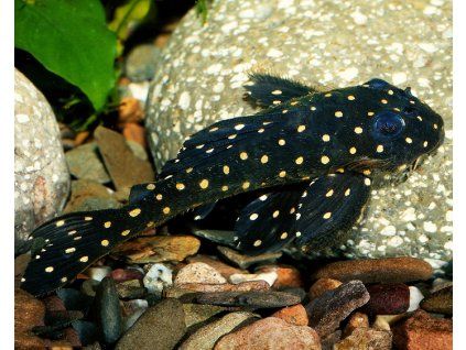 Krunýřovec L201 - Hypancistrus sp. L201