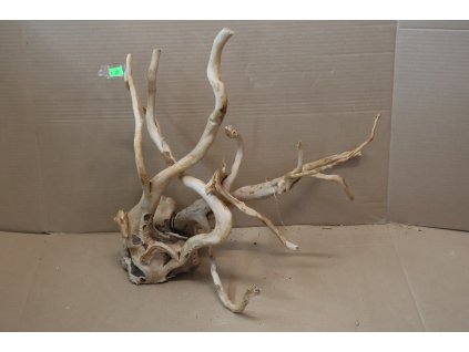 Kořen Čajovník Čínský