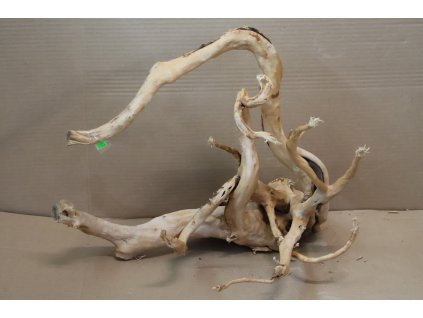 Kořen Čajovník Čínský