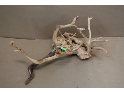 Kořen Čajovník Čínský