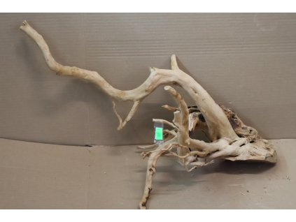 Kořen Čajovník Čínský