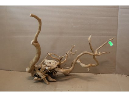 Kořen Čajovník Čínský