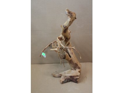 Kořen Čajovník Čínský