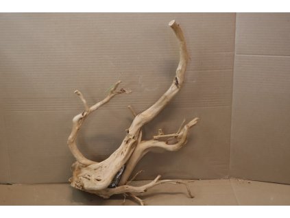 Kořen Čajovník Čínský