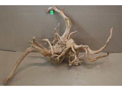 Kořen Čajovník Čínský