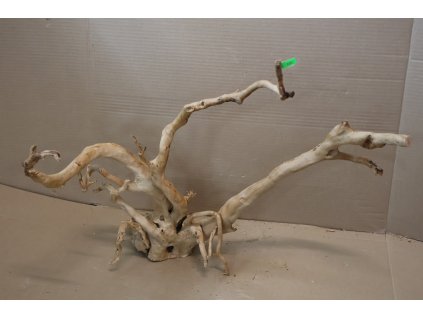 Kořen Čajovník Čínský