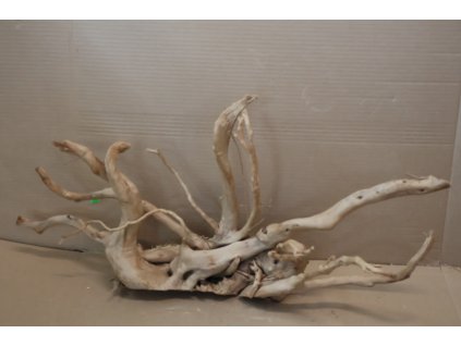 Kořen Čajovník Čínský