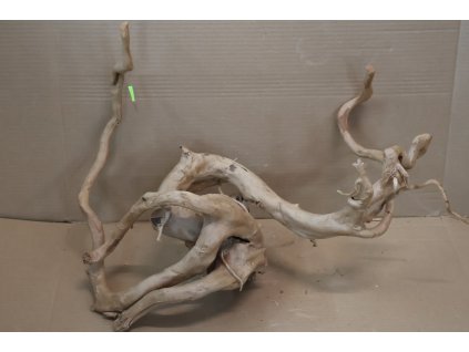 Kořen Čajovník Čínský