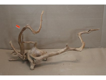 Kořen Čajovník Čínský