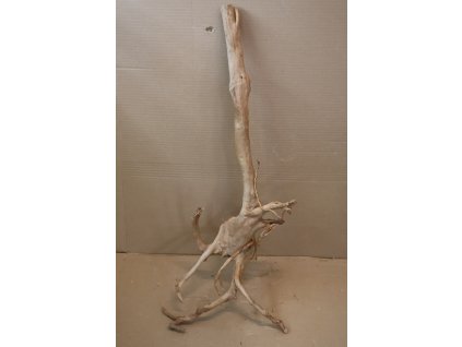 Kořen Čajovník Čínský