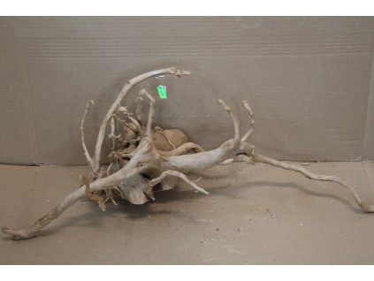 Kořen Čajovník Čínský