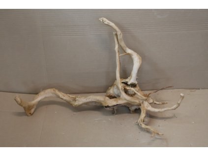 Kořen Čajovník Čínský