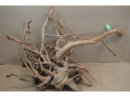 Kořen Čajovník Čínský