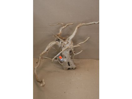 Kořen Čajovník Čínský