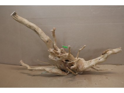 Kořen Čajovník Čínský