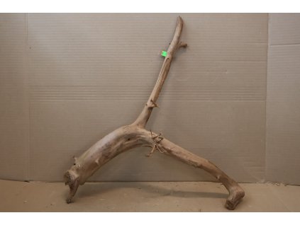 Kořen Čajovník Čínský