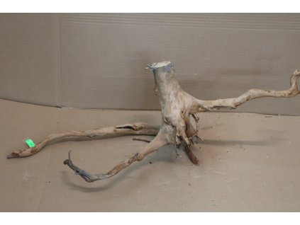 Kořen Čajovník Čínský