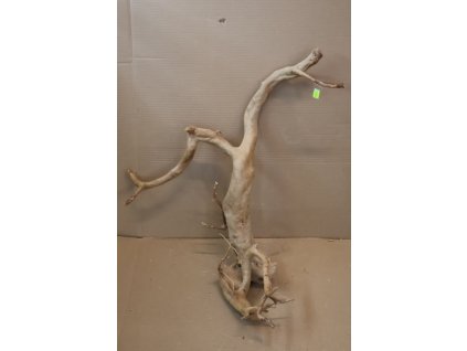 Kořen Čajovník Čínský