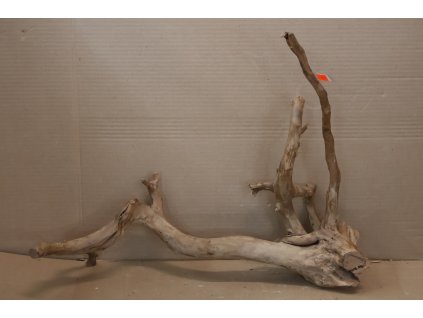 Kořen Čajovník Čínský