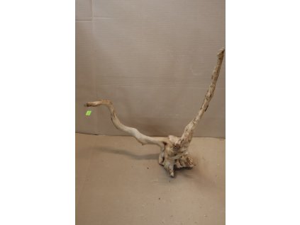 Kořen Čajovník Čínský