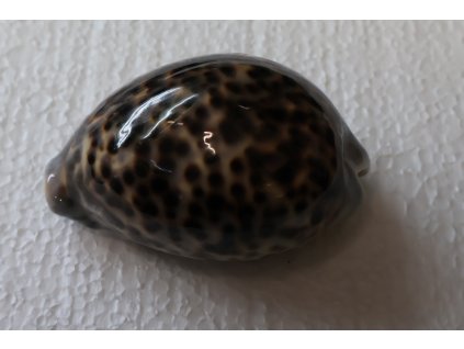 Cypraea Tigris