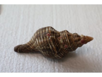 Pleuroploca Filamentosa