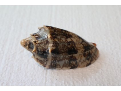 Cymbiola Vespertilio