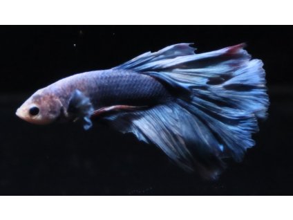 Bojovnice pestrá - Betta splendens samec