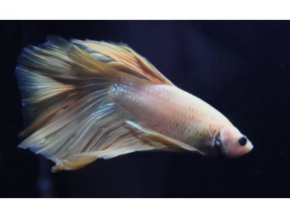 Bojovnice pestrá - Betta splendens samec