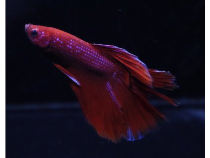 Bojovnice pestrá - Betta splendens samec