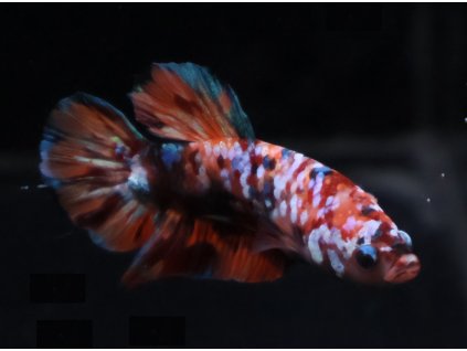 Bojovnice pestrá - Betta splendens Koi samec